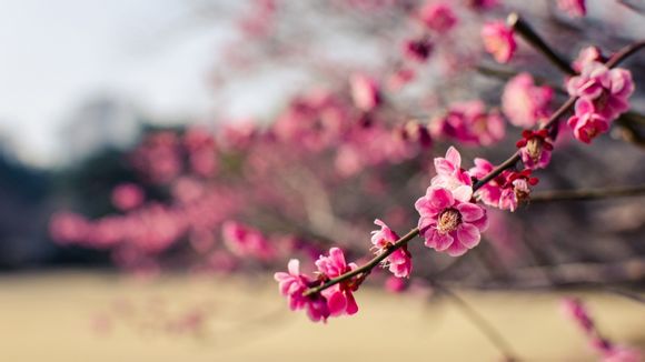 qq空间评论超字数怎么办